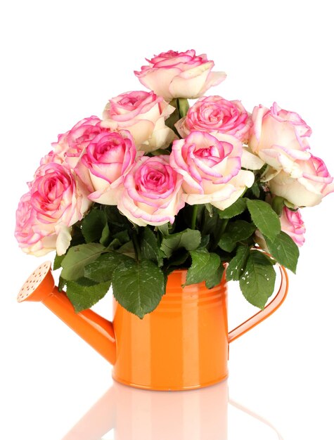 Schöner Strauß rosa Rosen in Gießkanne, isoliert auf weiß