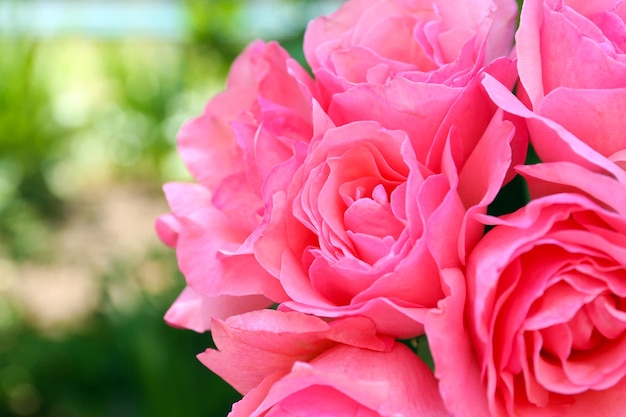 Schöner Strauß rosa Rosen, Nahaufnahme