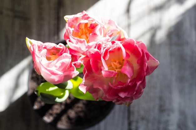 Schöner Strauß rosa Tulpen auf weißem Hintergrund