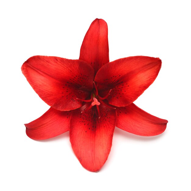 Schöner Strauß roter Lilienblume isoliert auf weißem Hintergrund. Form eines Seesterns. Flache Lage, Draufsicht. Blumenmuster, Objekt