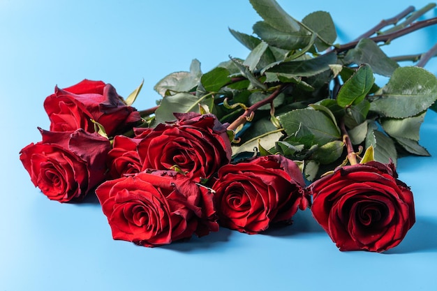 Schöner Strauß roter Rosen blüht auf blauem Hintergrund, horizontal.