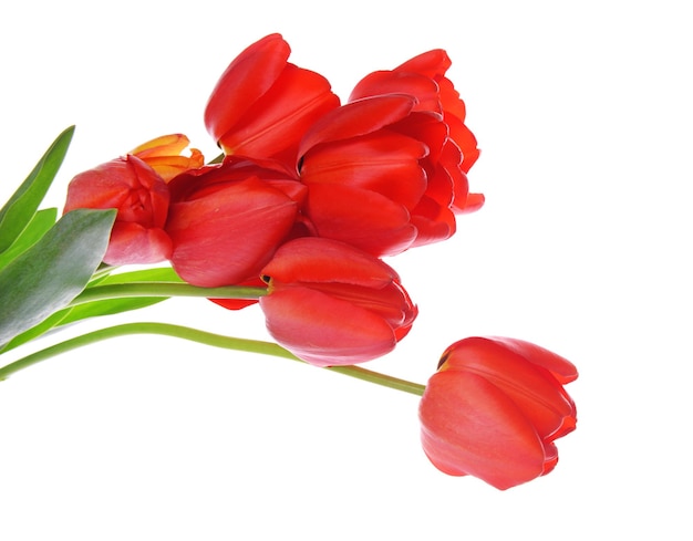 Schöner Strauß roter Tulpen, isoliert auf weiss