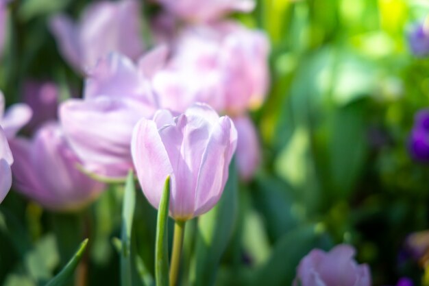 Schöner Strauß Tulpen. bunte Tulpen. Naturhintergrund