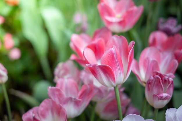 Schöner Strauß Tulpen. bunte Tulpen. Naturhintergrund