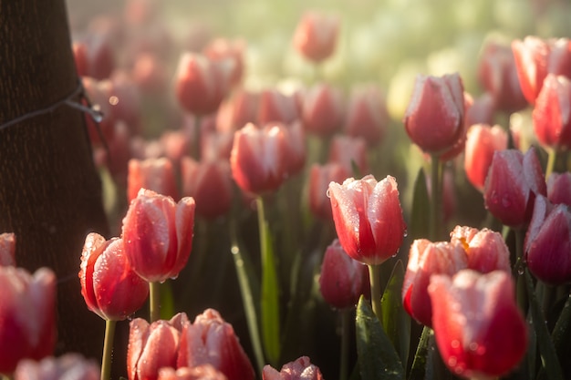 Schöner Strauß Tulpen. bunte Tulpen. Naturhintergrund