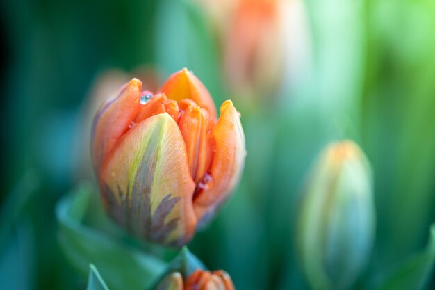 Schöner Strauß Tulpen. bunte Tulpen.