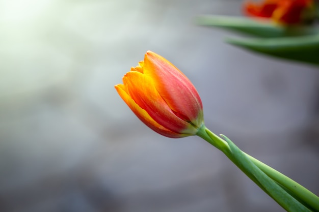 Schöner Strauß Tulpen