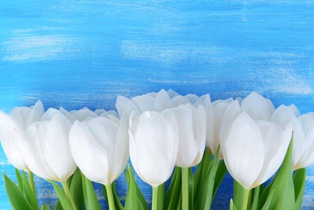 Schöner Strauß weißer Tulpen auf blauem Hintergrund