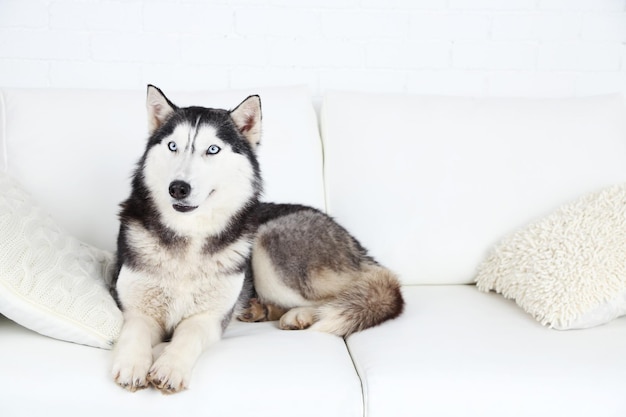 Schöner süßer Husky, der auf dem Sofa im weißen Raum liegt