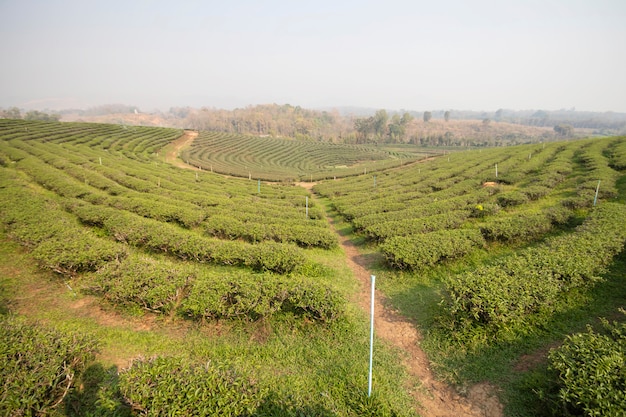 Schöner Teegarten in Thailand