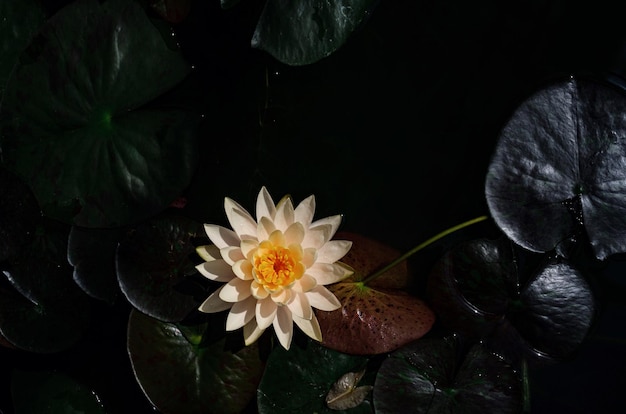 Schöner thailändischer Lotus in dunkelblauer Wasseroberfläche