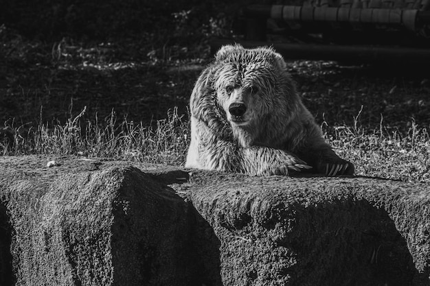 Schöner Tien Shan Braunbär