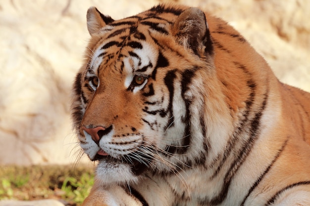 schöner Tiger im Zoo