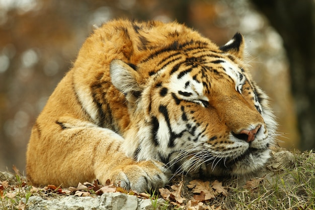 schöner Tiger in der Zoosafari