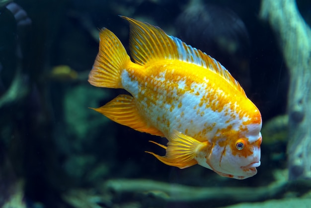 Schöner tropischer Fisch Cichlasoma citrinellum