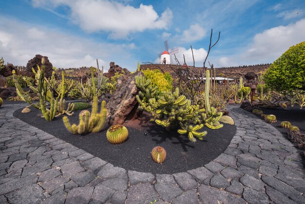 Schöner tropischer Kaktusgarten in Guatiza, Lanzarote, Kanarische Inseln, Spanien.