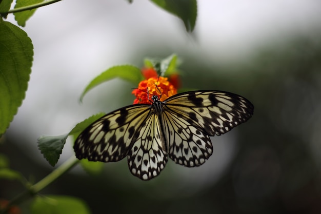 Schöner tropischer Schmetterling auf unscharfem Naturhintergrund