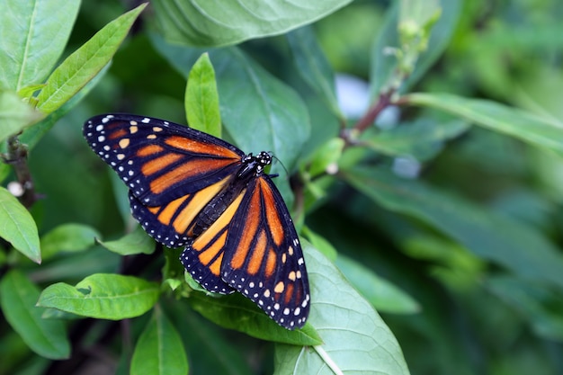 Schöner tropischer Schmetterling auf unscharfem Naturhintergrund