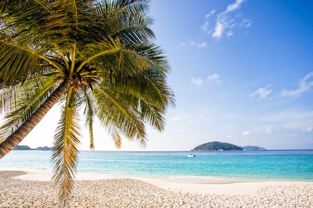 Foto schöner tropischer strand mit kokosnussbaum, strand in similan-insel, strandsand andaman meer