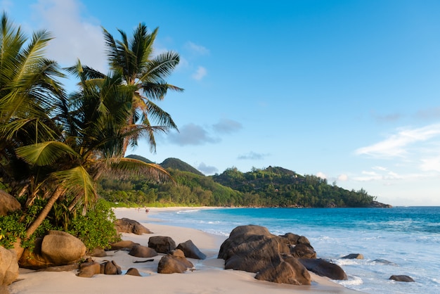 Schöner tropischer Strand mit Palmen und Steinen