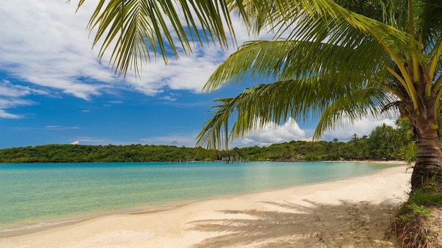 Schöner tropischer Strand und Meer mit KokosnussPalme unter blauem Himmel