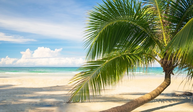 Foto schöner tropischer strand und meer mit kokosnusspalme unter blauem himmel