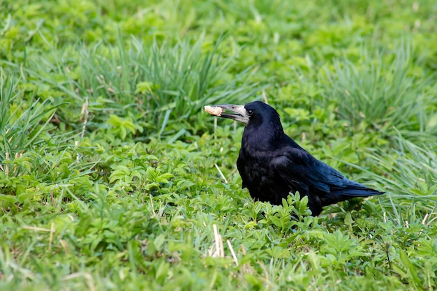 Schöner Turmvogel mit einer Scheibe Brot im Schnabel auf grünem Gras