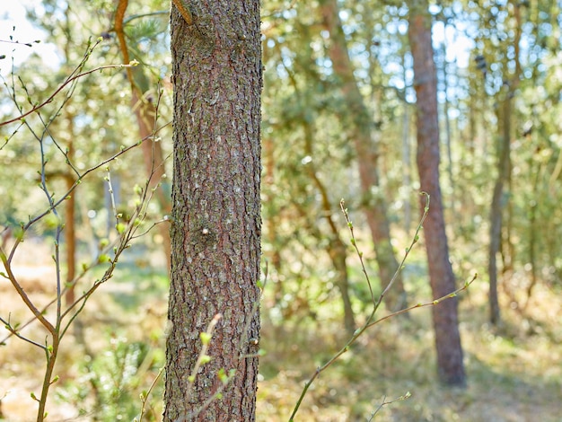 Schöner üppiger grüner Wald in Dänemark Hohe Kiefern wachsen mit der Natur in Harmonie und Copyspace Ruhiger Sommermorgen mit Blick auf einen ruhigen Zen-Dschungel Beruhigende Natur mit frischer Luft