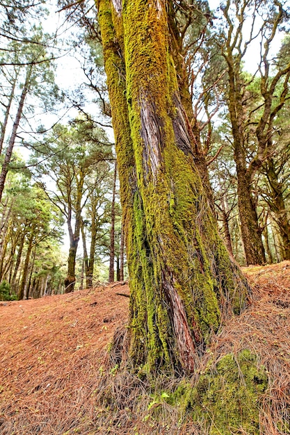 Schöner üppiger grüner Wald mit hohen Kiefern, die mit Moos bedeckt sind, das mit der Natur in Harmonie und Copyspace wächst Ruhiger Morgen in Spanien Blick auf einen ruhigen Zen-Dschungel, der beruhigende ruhige frische Luft beruhigt