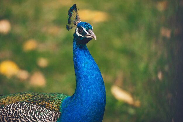 Schöner und bunter Pfau in der Natur