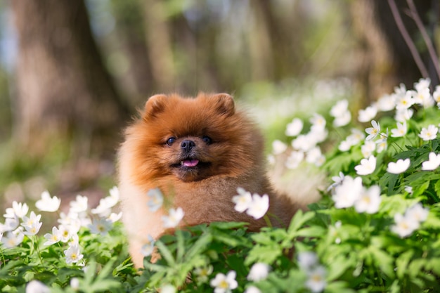 Schöner und flauschiger pommerscher Hund in einem Frühlingswald blüht. Entzückender Hund. Hund in einem Wald.