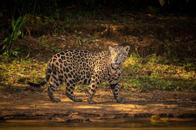 Schöner und gefährdeter amerikanischer jaguar im naturlebensraum panthera onca wilde brasilianische wild lebende tiere pantanal grüner dschungel großkatzen