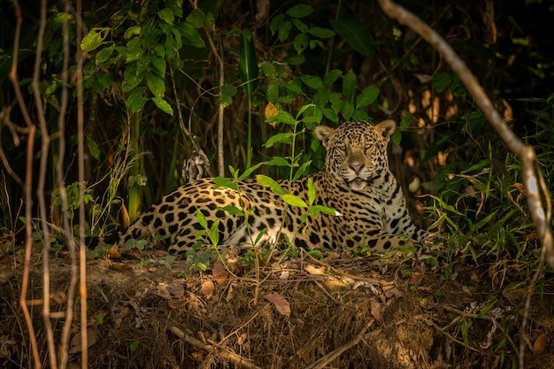 Foto schöner und gefährdeter amerikanischer jaguar im naturlebensraum panthera onca wilde brasilianische wild lebende tiere pantanal grüner dschungel großkatzen