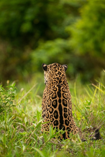 Foto schöner und gefährdeter amerikanischer jaguar im naturlebensraum panthera onca wilde brasilianische wild lebende tiere pantanal grüner dschungel großkatzen