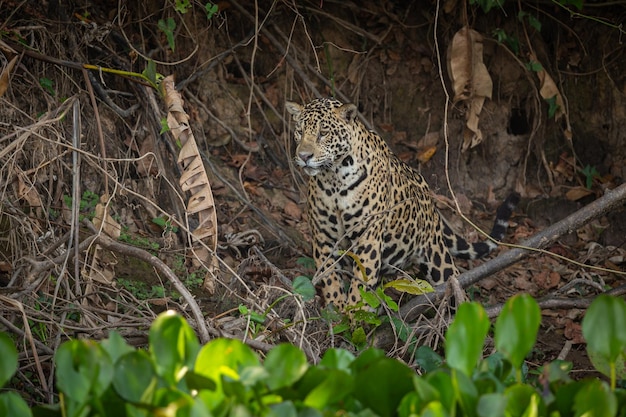 Foto schöner und gefährdeter amerikanischer jaguar im naturlebensraum panthera onca wilde brasilianische wild lebende tiere pantanal grüner dschungel großkatzen