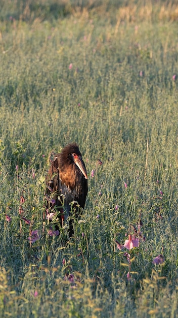 Schöner und hässlicher Abdims Storch