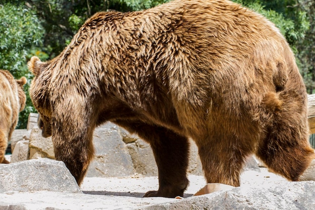 schöner und pelziger braunbär, säugetier