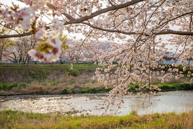 Schöner und süßer rosa Kirschblüten-Hintergrund weicher Fokus Tokio Japan