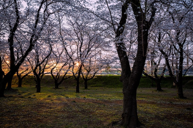 Schöner und süßer rosa Kirschblüten-Hintergrund weicher Fokus Tokio Japan