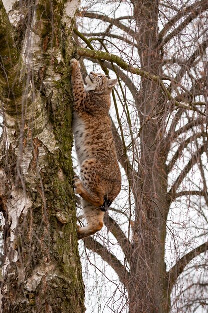 Schöner und vom Aussterben bedrohter Eurasischer Luchs im Naturlebensraum Lynx lynx