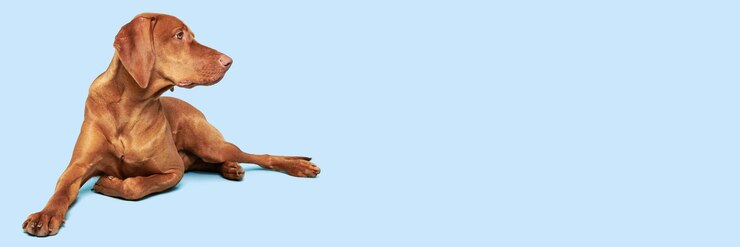 Foto schöner ungarischer vizsla-hund liegt hin und schaut auf die seite über einen pastellblauen hintergrund