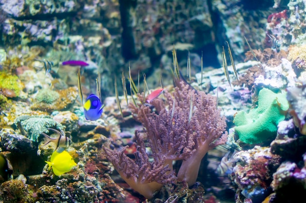 Schöner Unterwasserhintergrund mit Korallen und Fischen