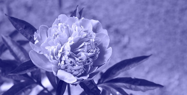 Schöner verträumter Blumenhintergrund mit rosafarbenen Pfingstrosenblumen, Bokeh und Lichteffekten.