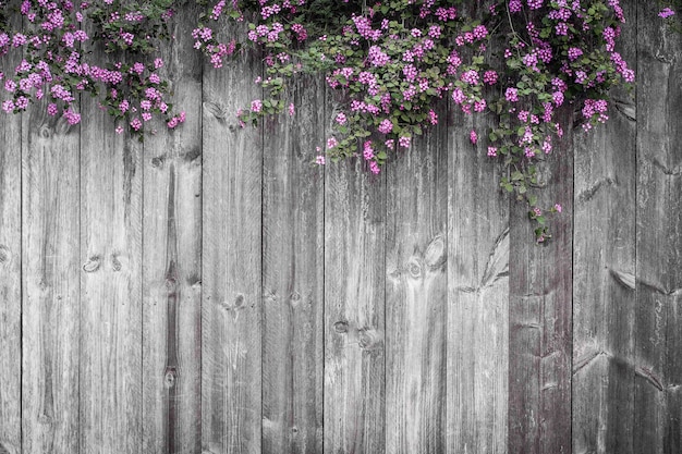 Schöner violetter Blumenblütenfrühlingssommer