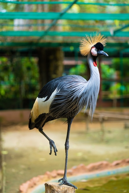 Schöner Vogel, afrikanischer grauer gekrönter Kranich