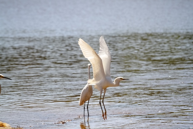 schöner Vogel auf der Jagd nach Fischen im Teich