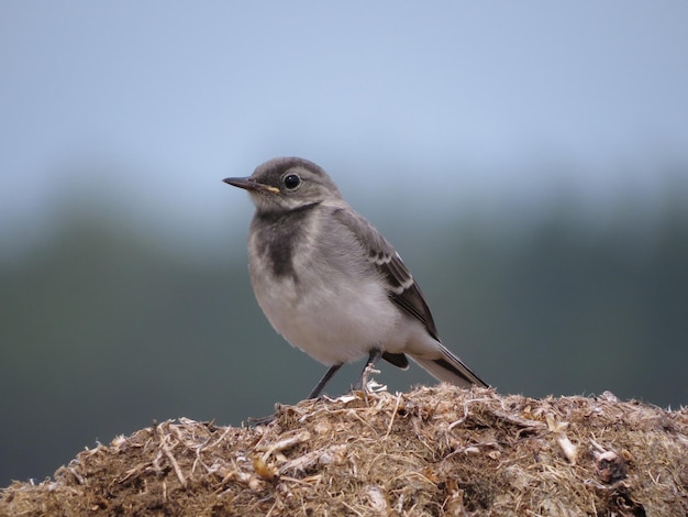 Schöner Vogel auf einem schönen Hintergrund der Natur