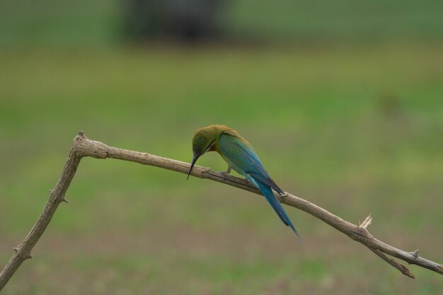 Schöner Vogel Blau angebundener Bienenesser auf einer Niederlassung. (Merops philippinus)