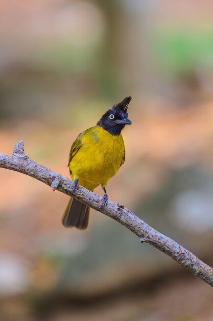 Schöner Vogel Bulbul mit schwarzem Haube