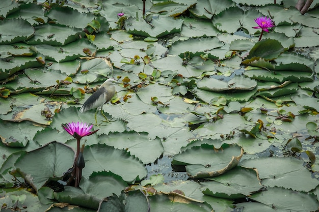 Schöner Vogel, der auf Lotos, Lotus im Lotossee steht